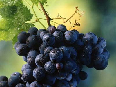 Купить виноградное масло в Украине